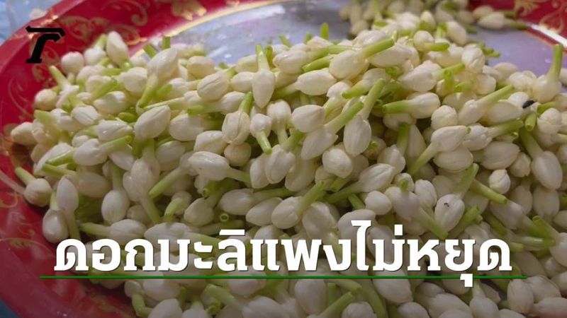 ดอกมะลิแพงรับวันแม่ ขอนแก่นทำสถิติพุ่ง กก.ละ 1,200 พวงมาลัยไหว้พระขยับตาม
