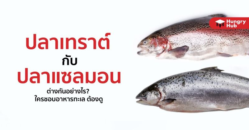 ปลาเทราต์ กับ ปลาแซลมอน ต่างกันอย่างไร? ใครชอบอาหารทะเล ต้องดู