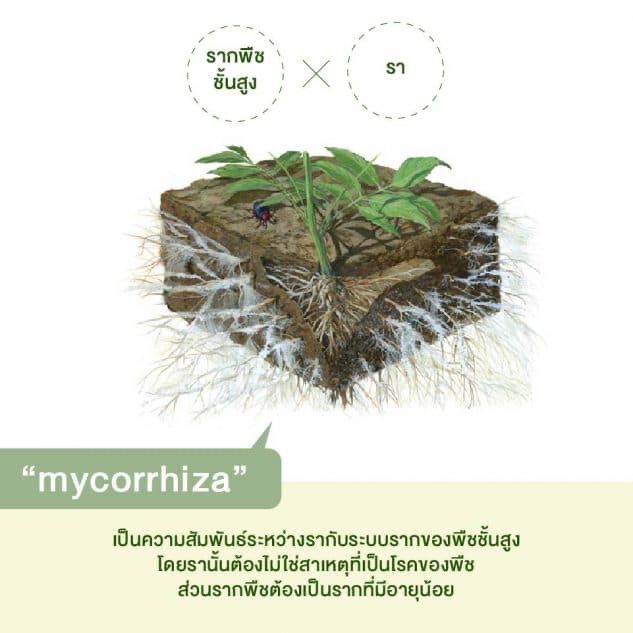 My Image 11