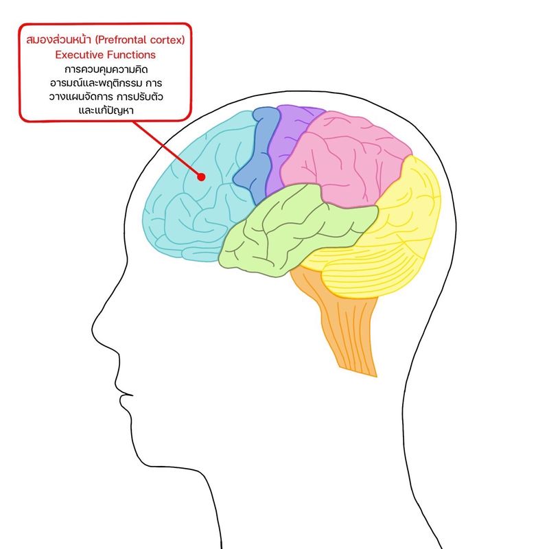 Thitirat Detphrom] ม.มหิดล - วช.  คิดค้นเครื่องมือวัดทักษะสมองขั้นสูงการคิดเชิงบริหาร (Brain Executive  Function) ที่ส่งผลทักษะ 