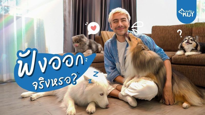 คนติดหมา (Season 2) EP.4 - หมาฟังภาษาคนรู้เรื่องจริงหรอ!? | อ้าวเฮ้ย! แกฟังภาษาคนรู้เรื่องด้วยหรอ??? 😲 ครั้งนี้ผมจะมาทดสอบว่าหมาเนี่ย..ฟังภาษาคนรู้เรื่องได้จริงมั้ย? ถ้าฟังรู้เรื่อง จะฟังได้กี่คำ... | By Captain Quint’s Family | Facebook