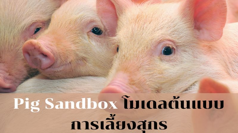 [Food Party] Pig Sandbox โมเดลต้นแบบการเลี้ยงสุกร Pig Sandbox จะเป็นเขต ...
