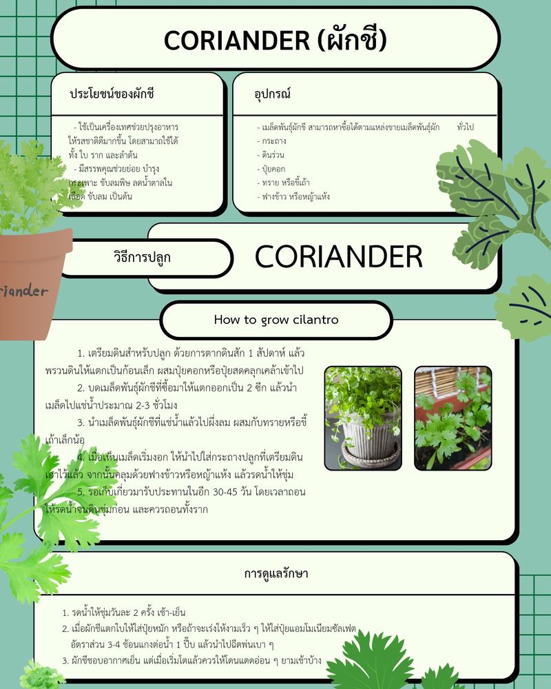 ต้นอ่อน. ] How To Grow Cilantro In A Pot. วิธีปลูกผักชีในกระถาง????????