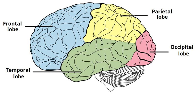 [กายภาพบำบัดที่บ้าน] ทำไม Stroke เหมือนกัน แต่อาการ แตกต่างกัน?? เราจะ ...
