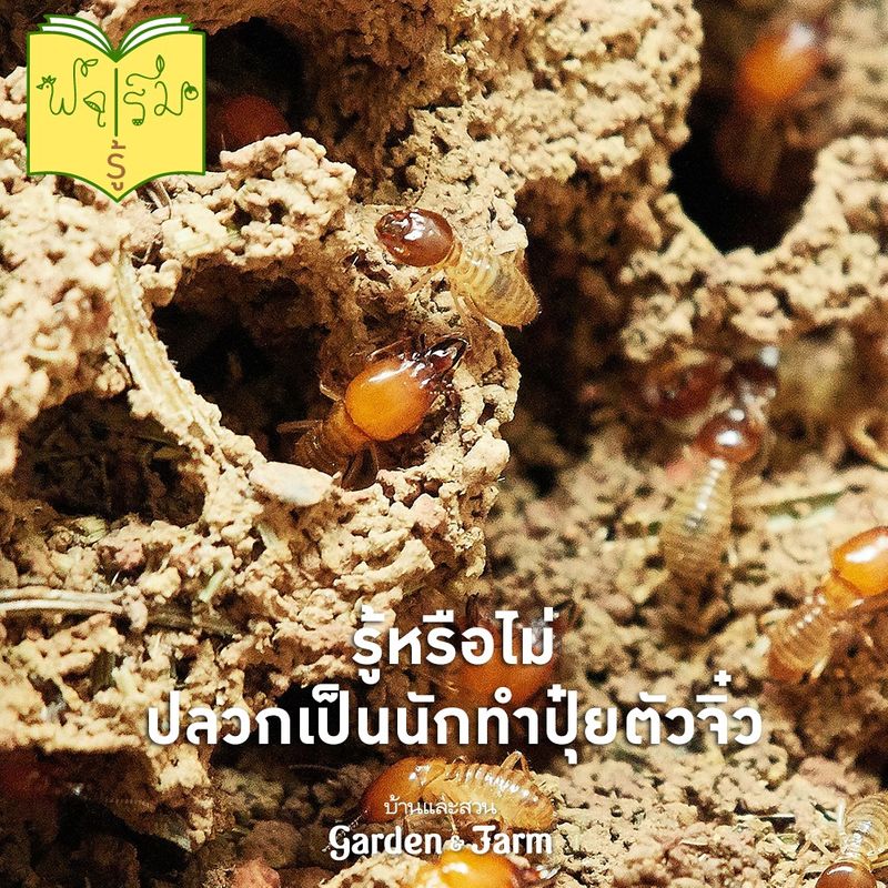 บ้านและสวน] #ฟาร์มรู้ รู้หรือไม่ ปลวกมีประโยชน์ต่อการเกษตร  มาทวงความยุติธรรมให้ปลวก และอย่าได้รู้สึกเจ็บหากมีใครตำหนิว่า เป็นปลวก  เพราะในการทำเกษตรปลวกมีประโยชน์ไม่ใชน้อย ข้อมูลจากหนังสือ “กะ เศษ แปลง ร่าง  จากเศษ