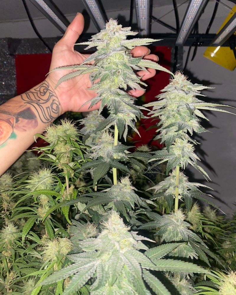 [Boat Megastonebud] Banana daddy r1 ( Ethos ) เริ่มต้นจากกิ่งชำเลี้ยง