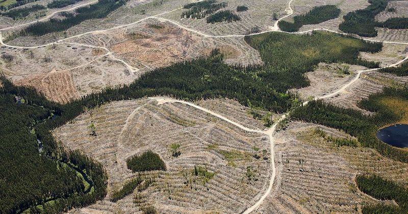 Drax Purchase Would Implicate the United Kingdom in Loss of Canadian Forests