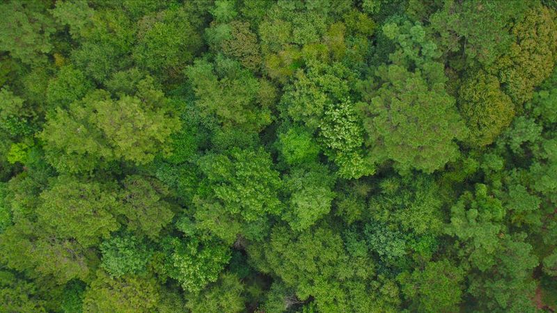 Former Chief Forester and leading Canadian forestry expert joins Drax - Drax North America