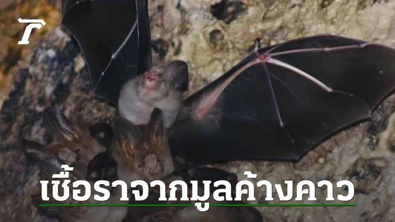 อันตราย ลอดโพรง ”ช้าม่วง” ออกมาป่วยโรคฮิสโตพลาสโมซิส จากเชื้อรามูลค้างคาว