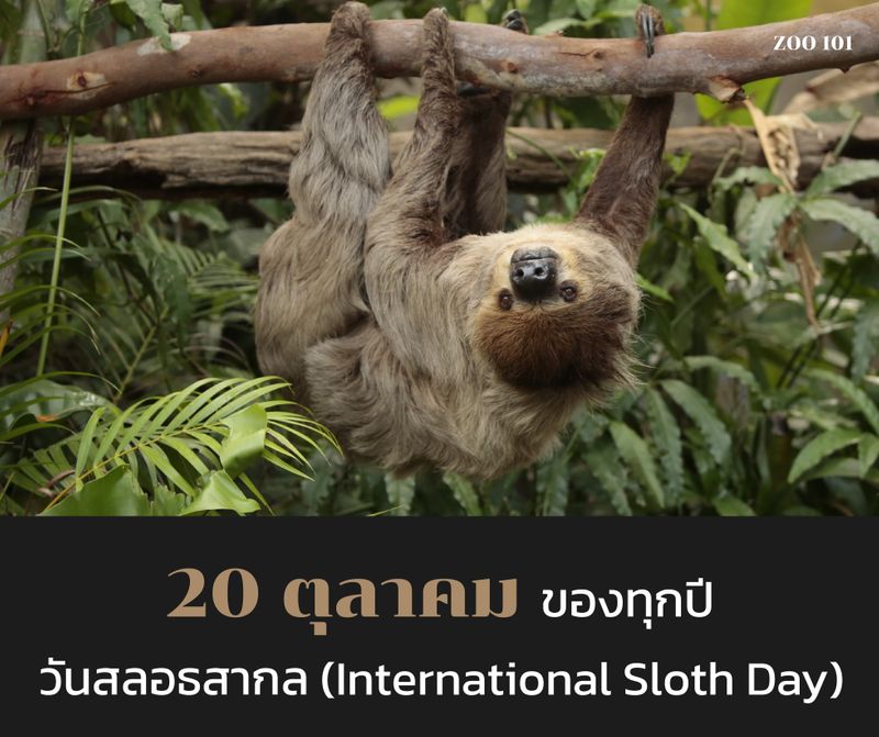 [ZOO 101] 20 ตุลาคม ของทุกปีเป็น วันสลอธสากล (International Sloth Day ...