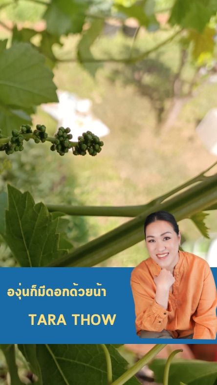 [มนุษย์แม่ลูกสองจากเมืองซิดนีย์ by Tara Thow] ดอกองุ่น 🍇🍇🍇 ไม่ต้องไปไหน ...