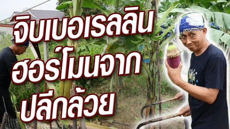 ฮอร์โมน ”จิบเบอเรลลิน” ดีอย่างไร @ครูสวัสดิ์พาทํา ทําไปเรื่อย