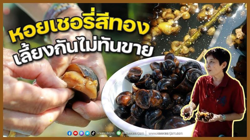 เลี้ยงหอยเชอรี่สีทอง เลี้ยงง่าย ใช้พื้นที่น้อย ขายได้ราคาดี | เกษตรสัญจร