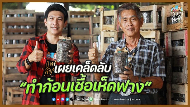 เผยเคล็ดลับทำ ”ก้อนเชื้อเห็ดฟาง” ให้มีคุณภาพดี จนเป็นอาชีพหลัก สร้างรายได้ไม่ธรรมดา | เกษตรสัญจร