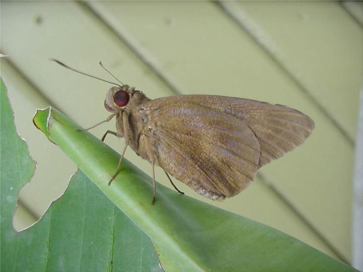 Erionota thrax - Wikipedia