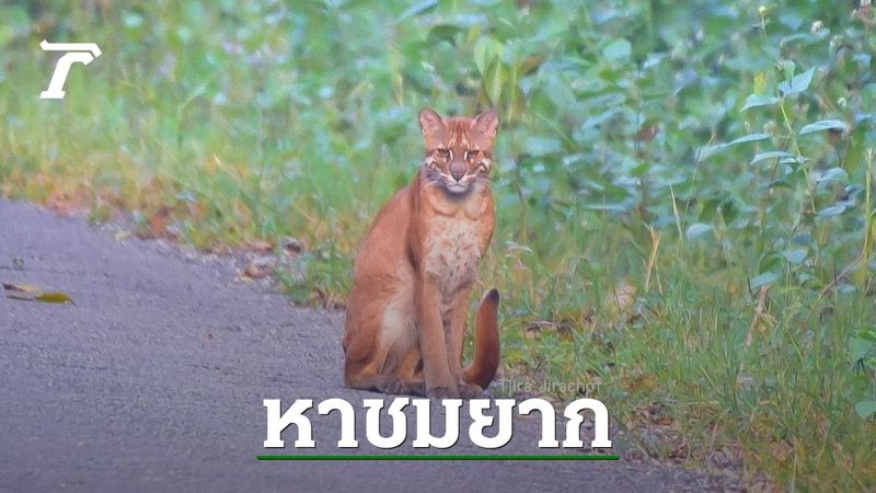 นานๆ จะออกมาโชว์ตัว พบ ”เสือไฟ” สัตว์ป่าหายาก ในเขตรักษาพันธุ์สัตว์ป่าภูเขียว