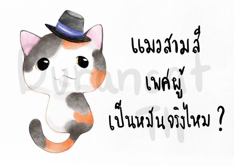 Burancat-Th] แมวสามสีตัวผู้ เป็นหมันทุกตัวจริงหรือเปล่า? แล้วแมวสามสีที่มีแต้มบนหน้าแบ่งครึ่งกันเป็น  Chimera ทุกตัวจริงไหม ? จากบทความเก่าที่สุเคยเขียนถึงเรื่องแมวสามสีตัวผู้มักเป็นหมัน  ในบทความนี้สุจะมาอัพเดท ภาว