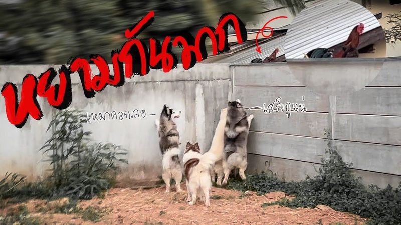 หัวจะปวด! บ้านหลังใหม่รั้วบ้านติดกับคอกไก่￼ทีนี้เหละพังยับแน่ (เครียดโว้ย)