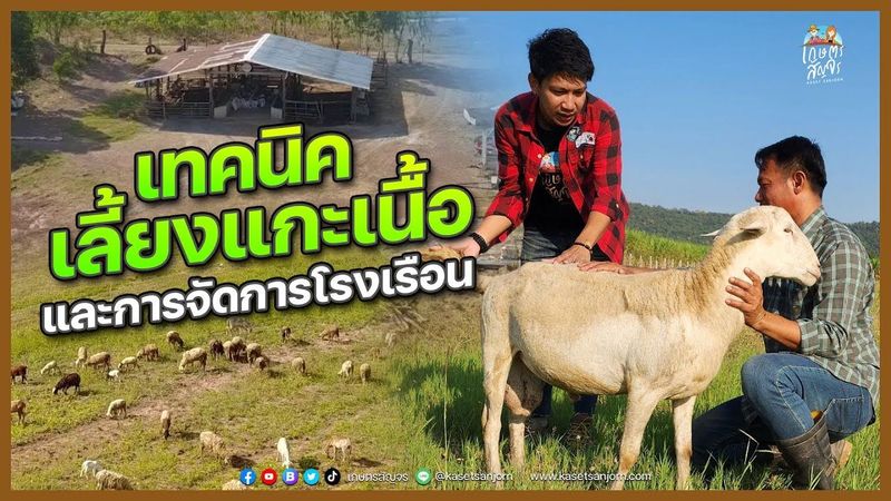 เทคนิคการ ”เลี้ยงแกะเนื้อ” และการจัดการโรงเรือน ให้คืนทุนภายใน 1 ปี | เกษตรสัญจร