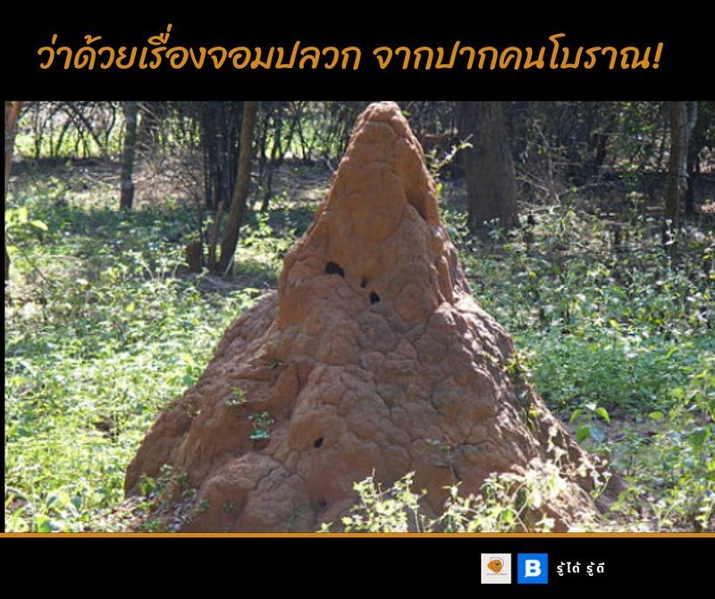 รู้ได้ รู้ดี(อาจารย์ต้อม)] ว่าด้วยเรื่องจอมปลวก จากปากคนโบราณ ปลวกคือแมลงที่อยู่คู่มนุษยชาติมานานแล้ว  และคนโบราณมีความเชื่อมากมายว่าปลวกมีอำนาจลึกลับและจอมปลวกขึ้นที่ใด คือลางบอกเหตุอะไร  บทความนี้ รู้ได้รู้ดี จะแนะนำ