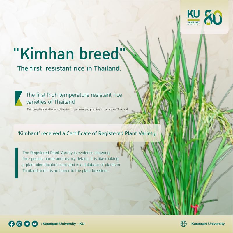 [Kasetsart University - KU] Kimhan Breed: The first high temperature ...