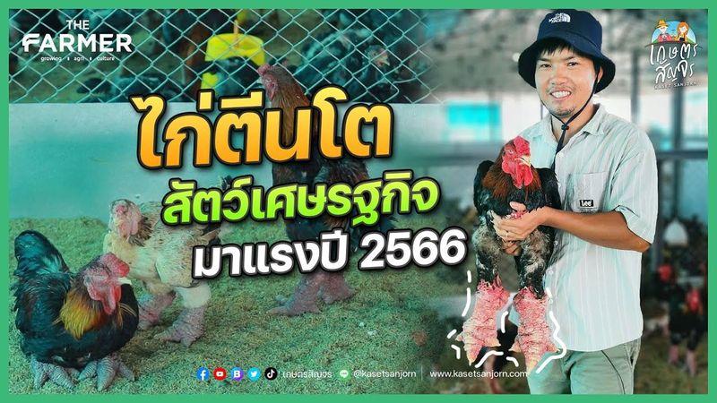 ″ไก่ตีนโต” สัตว์เศรษฐกิจมาแรงปี 2566 | เกษตรสัญจร