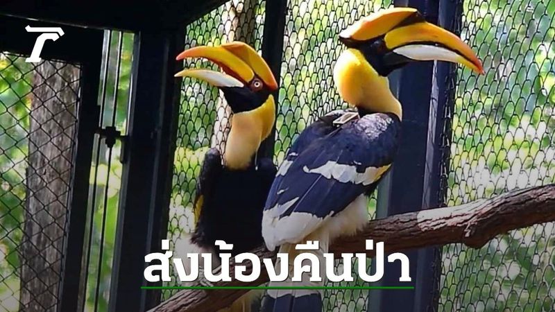 ปล่อย ”นกกาฮัง” 2 ตัว คืนธรรมชาติ หลังหายจากป่าภาคเหนือกว่า 20 ปี