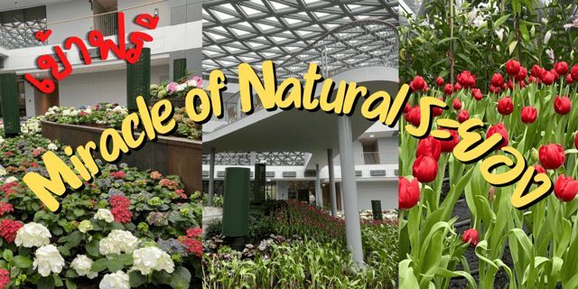 รีวิว Miracle of Natural ระยอง สวนดอกไม้เมืองหนาว เข้าฟรี!