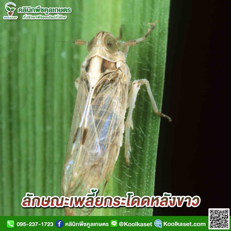 [คลินิกพืชคูลเกษตร Koolkaset Agri-clinic] เพลี้ยกระโดดหลังขาว เข้ากลุ่ม ...