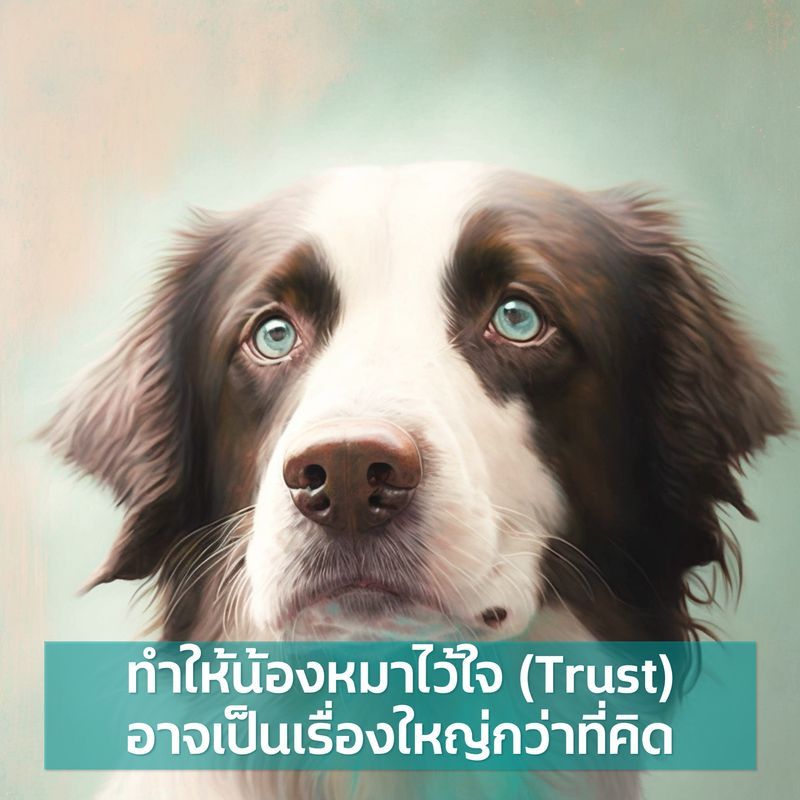 Dogology เลี้ยงหมาให้ชีวิตดีด้วยตัวเอง] Trust ความไว้วางใจ สำหรับหมา แล้วการที่เขาจะทำอะไรให้เรา  หรือเชื่อฟังเราแค่ไหนนั้นขึ้นอยู่กับว่าเขาไว้ใจเราแค่ไหน หมาที่ไว้ใจเจ้าของ คือหมาที่เรียนรู้ง่าย และพร้อมทำทุกอย่างให้ที่เจ้าของต้องการ นั่นทำให