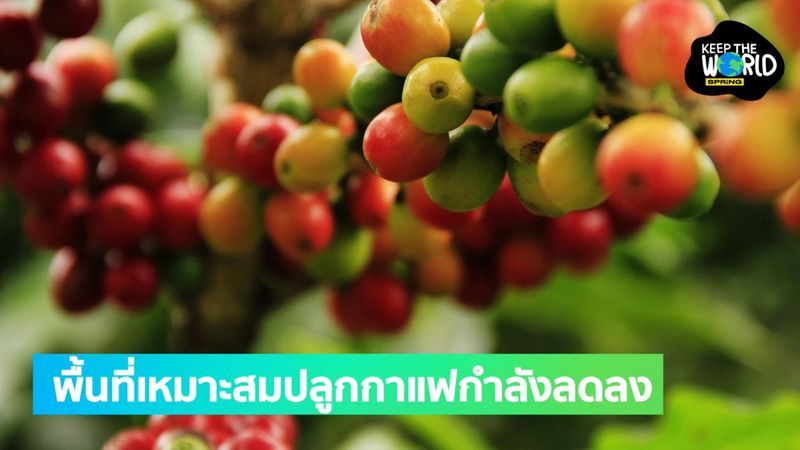 โลกร้อนสั่นคลอนโลกกาแฟ ผลวิจัยเผย พื้นที่เหมาะสมปลูกกาแฟลดลงผลพวงโลกร้อน