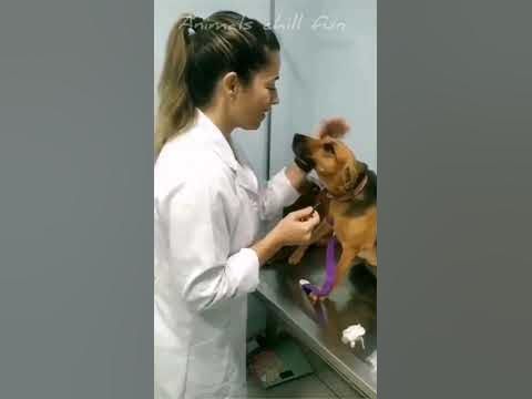when your dog go has a crush 🧑‍⚕️❤️🐶 on his vet! #loveanimals