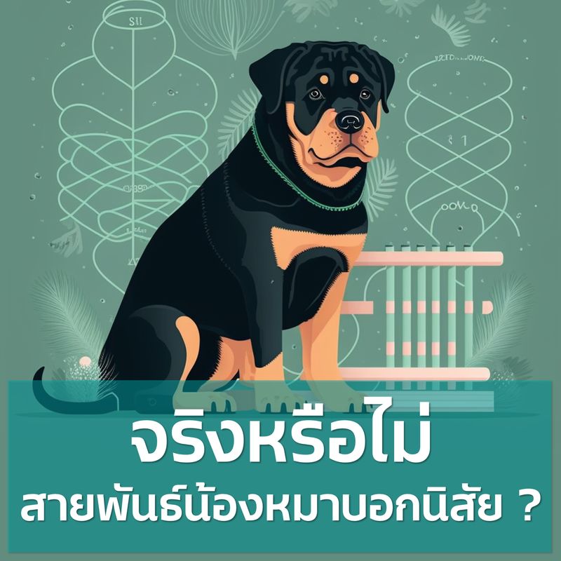 Dogology เลี้ยงหมาให้ชีวิตดีด้วยตัวเอง] สายพันธ์น้องหมาบอกนิสัยได้จริงหรือไม่  ? เรามักจะคิดว่าน้องหมาต่างสายพันธ์เขาจะมีนิสัยแตกต่างกัน  ก็ไม่ผิดใช่ไหมครับที่เราจะคิดว่าชิวาว่ากับร็อตไวเลอร์จะนิสัยไม่เหมือนกัน  ซึ่งก็เป็นความเข้าใจที่ถูกแค่บา