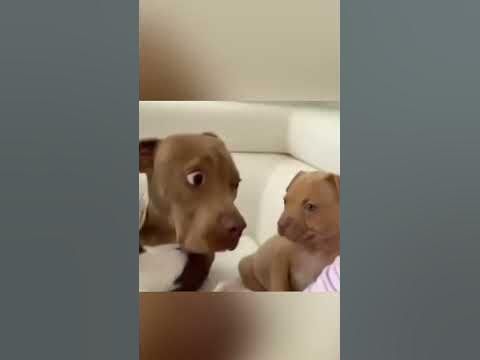 When YOU Are The FATHER 🤣 | Wholesome Moments