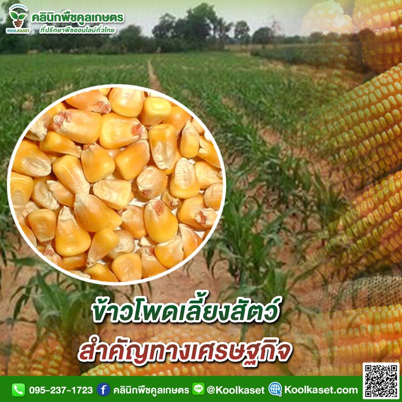 [คลินิกพืชคูลเกษตร Koolkaset Agri-clinic] ข้าวโพดเลี้ยงสัตว์ สำคัญทาง ...
