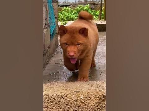 That is the cattiest dog ive ever seen😁#cutedog #dog #shorts