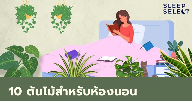 10 ต้นไม้สำหรับห้องนอน