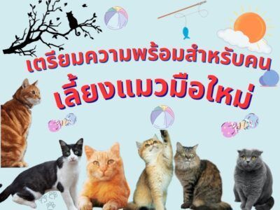 เตรียมความพร้อมสำหรับคน เลี้ยงแมวมือใหม่ ควรปฏิบัติ