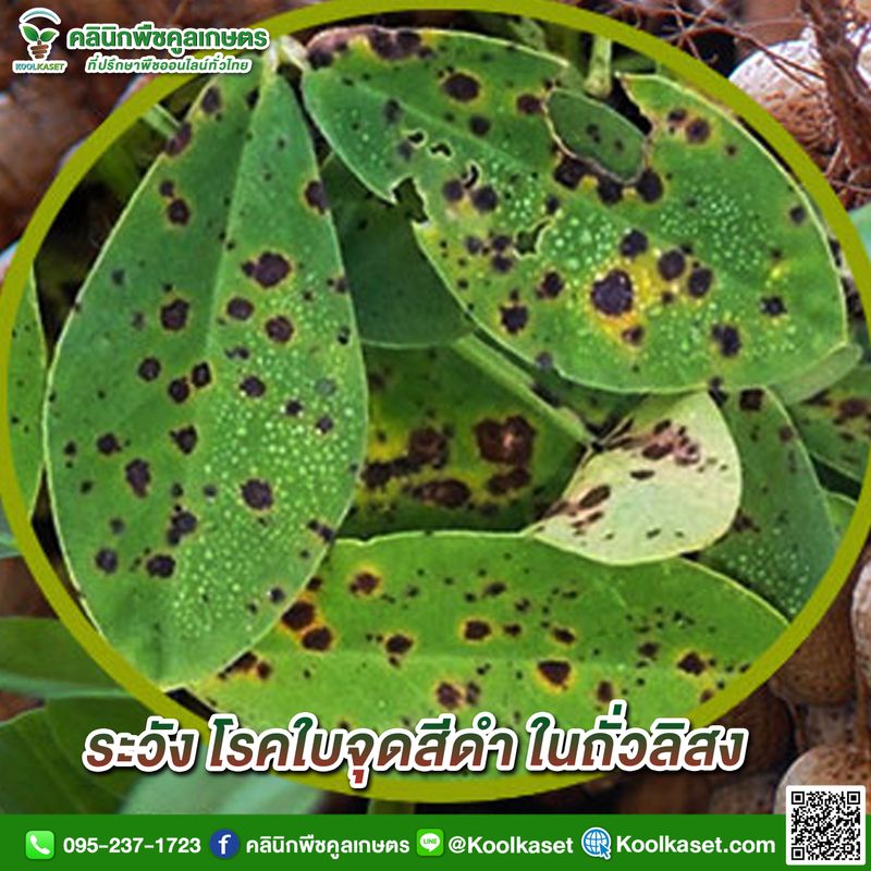 [คลินิกพืชคูลเกษตร Koolkaset Agri-clinic] ระวัง โรคใบจุดสีดำ ในถั่วลิสง ...