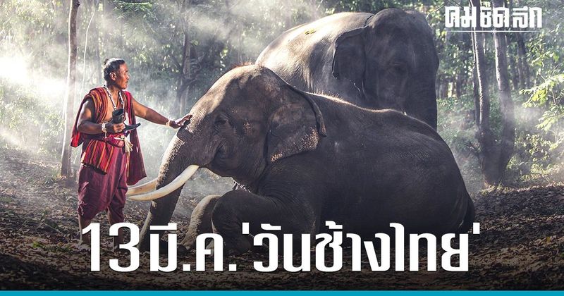 ‘วันช้างไทย 2566’ กับวิกฤต ช้างไทย ที่รอวันเยียวยา