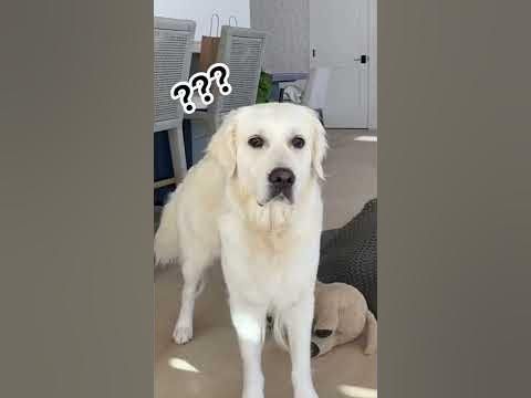 Goodboy is a victim og magic 😳