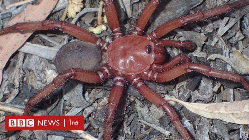 ออสเตรเลียพบแมงมุมยักษ์สายพันธุ์ใหม่ - BBC News ไทย