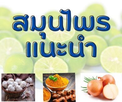 สุดยอด สมุนไพรคลายเครียด ลดความวิตกกังวล ได้ดี
