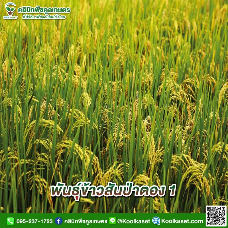 [คลินิกพืชคูลเกษตร Koolkaset Agri-clinic] พันธุ์ข้าวสันป่าตอง 1 . เข้า ...