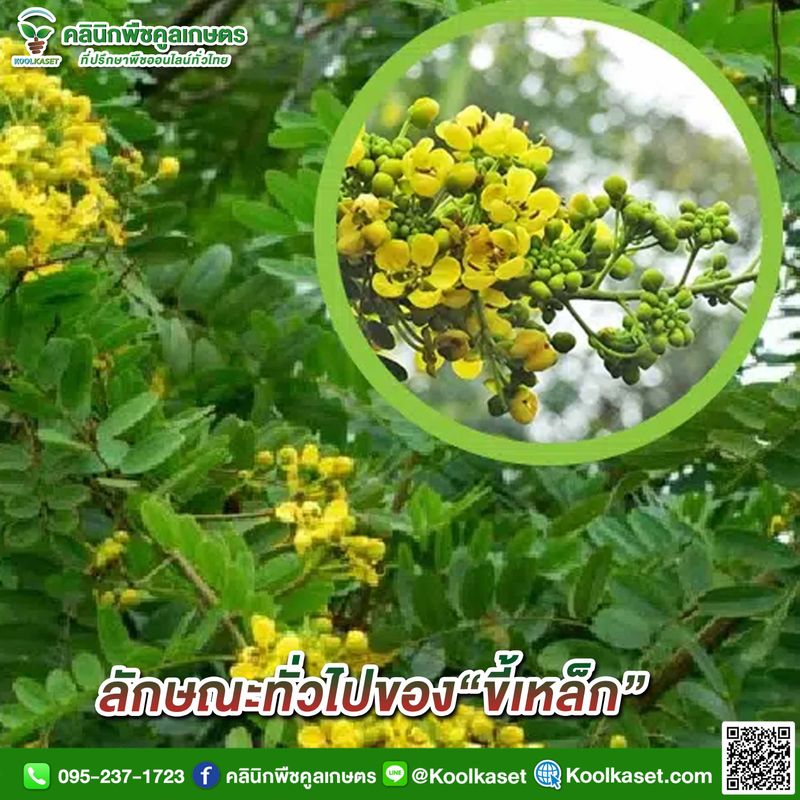 [คลินิกพืชคูลเกษตร Koolkaset Agri-clinic] ลักษณะทั่วไปของ“ขี้เหล็ก ...