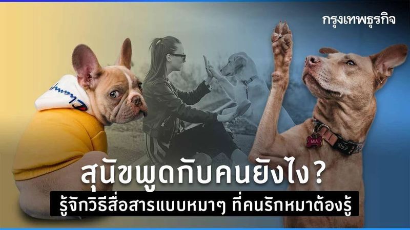 ‘สุนัข’ พูดกับคนยังไง? รู้จักวิธีสื่อสารแบบหมาๆ ที่คนรัก ‘หมา’ ต้องรู้