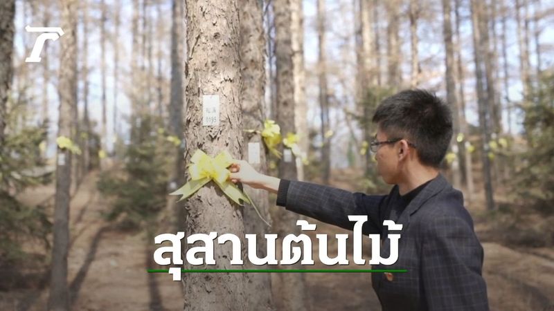 จีนไอเดียบรรเจิด รณรงค์ทำสุสานใต้ต้นไม้ ปล่อยเถ้ากระดูกหวนคืนสู่ธรรมชาติ
