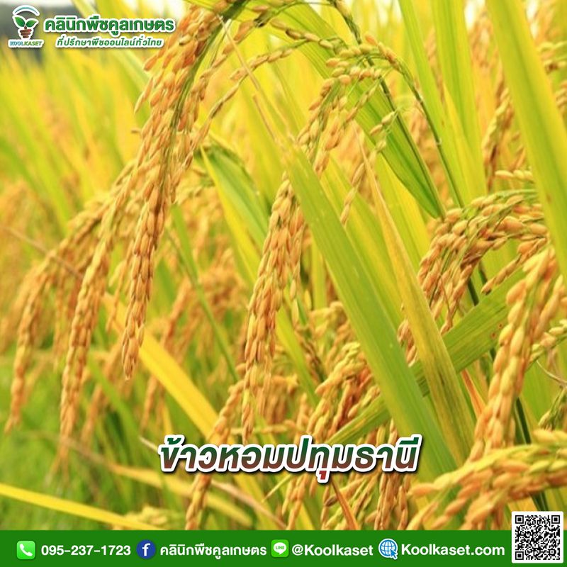 [คลินิกพืชคูลเกษตร Koolkaset Agri-clinic] ข้าวหอมปทุมธานี . เข้ากลุ่มคน ...
