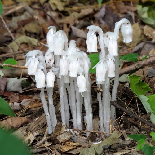 Ghost Pipe (Monotropa uniflora)