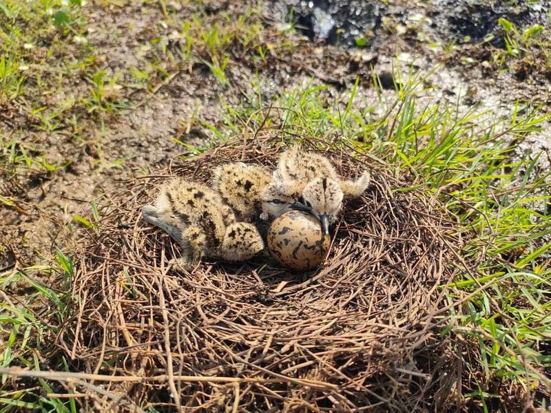 646901d8e14cc74d5db01729_800x0xcover_DNm